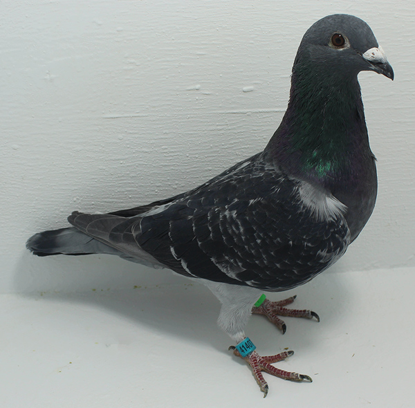 Band: AU 41407 AA 2025